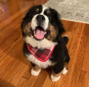 SASHA / FEMALE